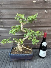 Bonsai Tree Privet Ligustrum
