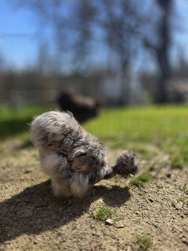 Fertile silkie eggs - silkie, eggs-