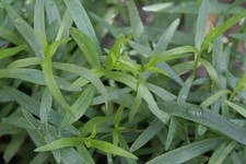 Tarragon French Garden Herb