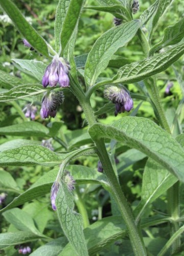 Bare root comfrey plants - 3,