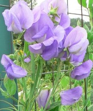 SWEET PEA ROYAL FAMILY