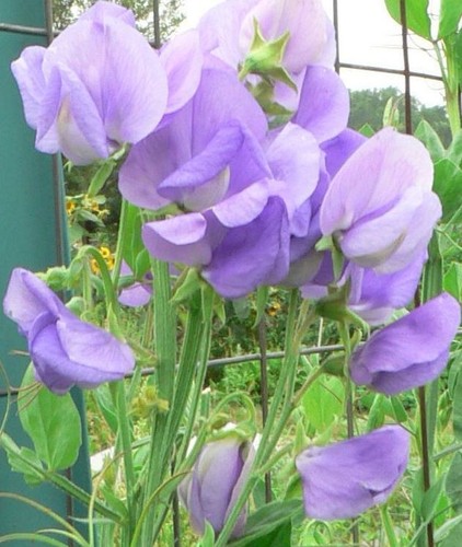 Sweet pea royal - sweet, family