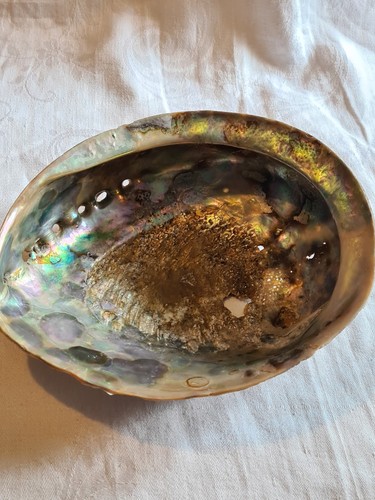 Large abalone shell - shell, with