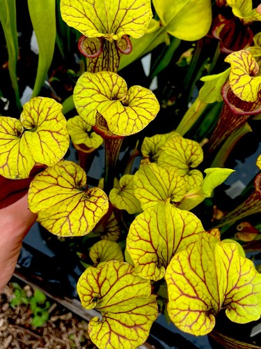 Sarracenia moorei sh76 - sarracenia,