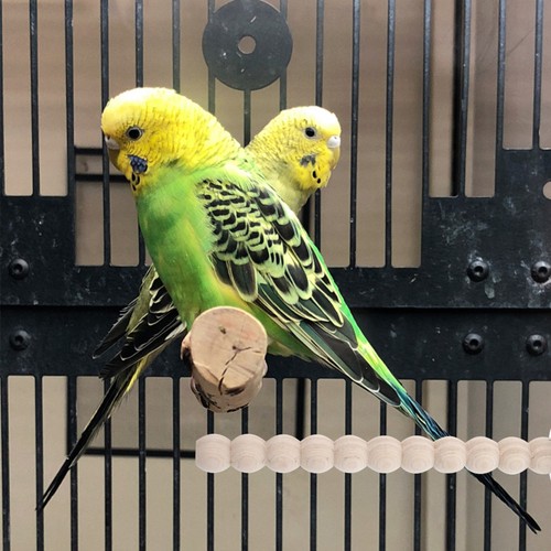 Parrot cage wooden - cage, perch