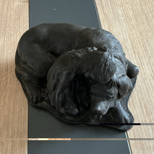 Heredities bernard dog with - st,