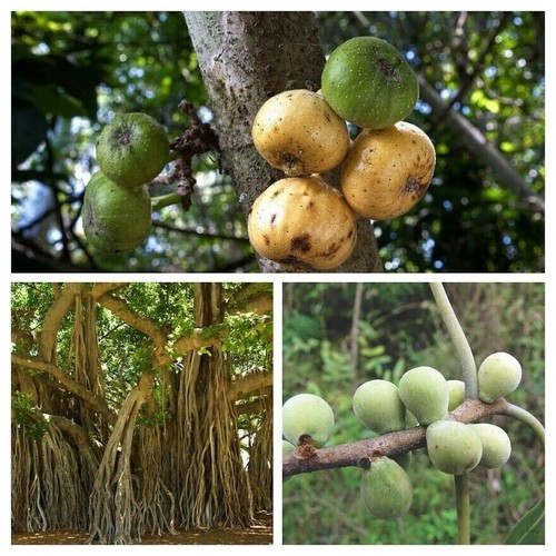 Fig package varieties - 3,