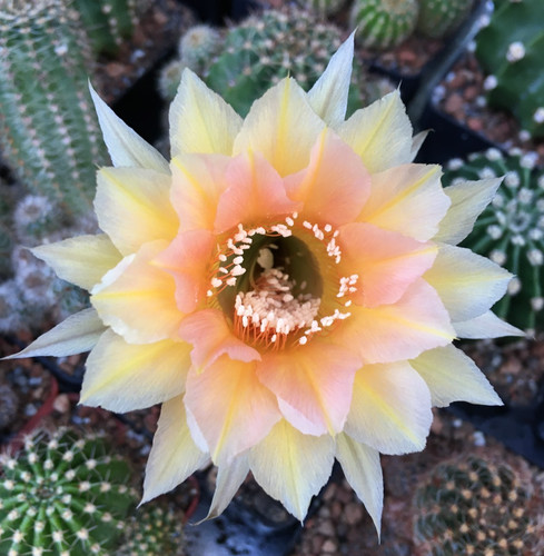 Large flowered echinopsis - large,