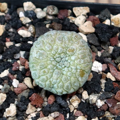 D4439 pseudolithos migiurtinus - d4439,