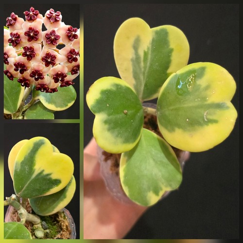 Hoya kerrii variegated wax - kerrii,