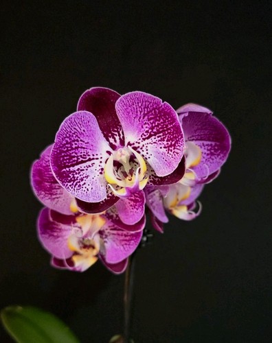 Phalaenopsis hybrid unique - phalaenopsis,