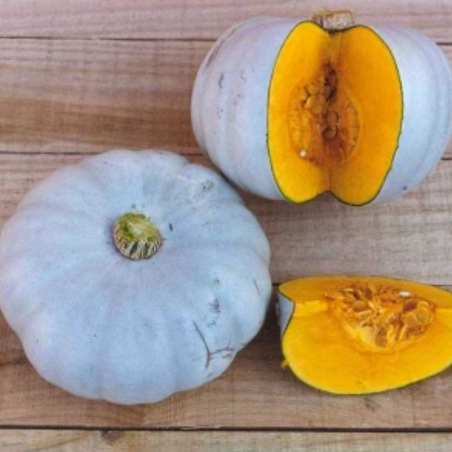 Winter squash crown prince - winter,