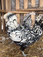 Rare silver laced polish - 12,