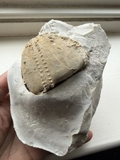 Beautiful Detailed Flint