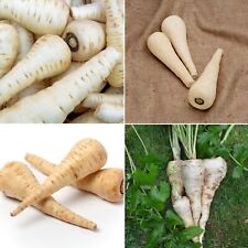 Parsnip Seeds - Selection of Varieties