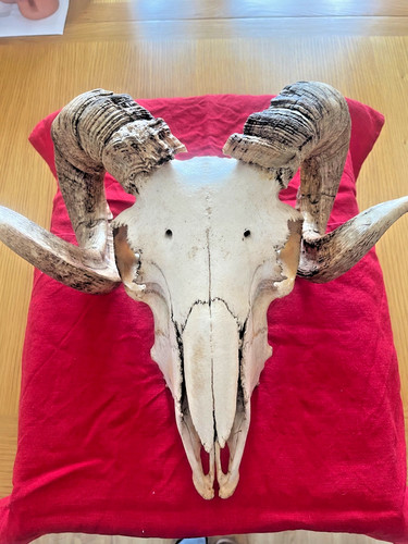 Vintage ram skull with curly - with,