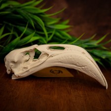 Flamingo Skull Replica Life