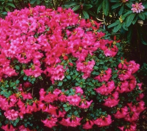 Rhododendron whispering rose - whispering,