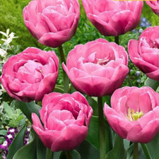 10 Tulips Agelique Bulbs