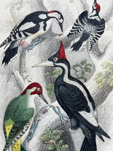 Antique hand coloured