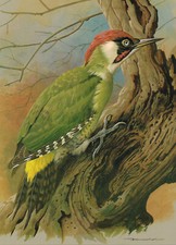 Green Woodpecker Bird Picture