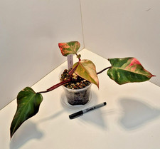 Philodendron Strawberry Shake