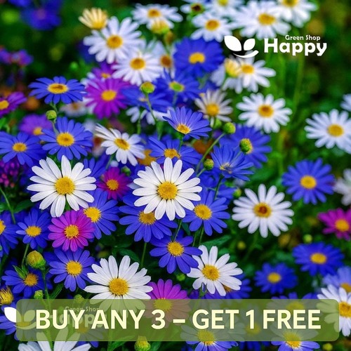 Swan river daisy - swan,