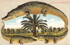 1909 alligator border canary - 1909,