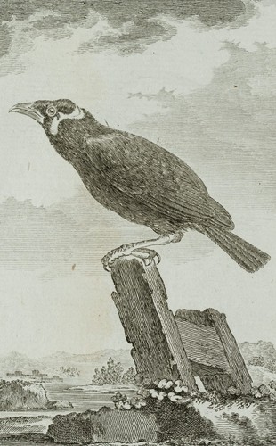Representation bird beo - representation, a