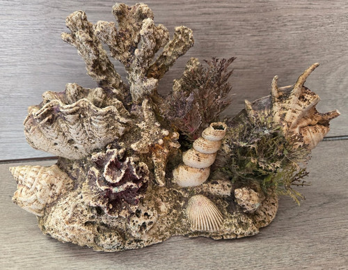 Aquarium coral reef ornament - aquarium,