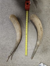 2 x Large Scottish Highland