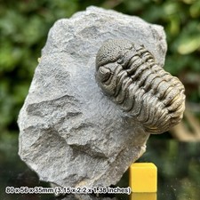 Phacops A Grade Fossil