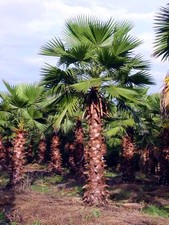 WASHINGTONIA ROBUSTA - Hardy