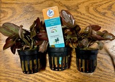 Lagenandra Red Potted Plant X 2 Pest Free And Shrimp Safe