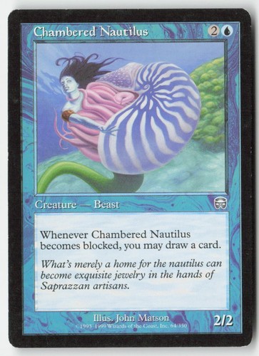 Chambered nautilus mmq - 64,