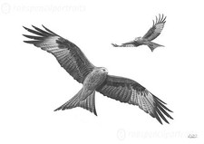 RED KITES Birds of Prey Art