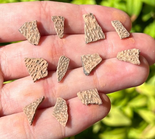Fossil dinosaur eggshell - fossil,