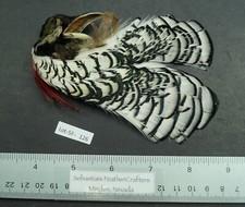 Natural White Lady Amherst