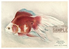 Ryukin Fringetail Goldfish (1909) by S Matsubara * Fine Art Print * 10 x 16"