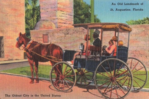 Augustine florida horse - augustine,