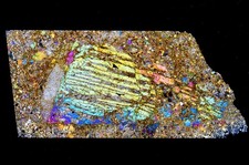 Meteorite NWA 13509 Chondrite LL4-6 with MONSTER BO CHONDRULE !!! Thin Section
