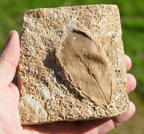Amazing rare fossil - ,, &