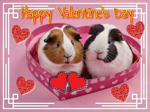 Guinea pigs valentine day - pigs,