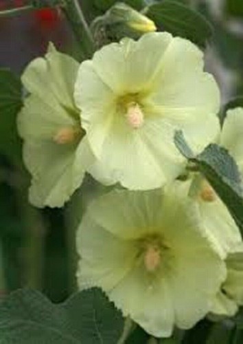 Hollyhock seeds rare - seeds, 10