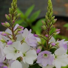 Parahebe Avalanche Plug Plants