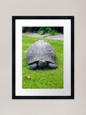 Old Timer. Framed Art Print