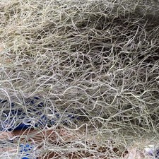 Spanish Moss (Tillandsia usneoides)