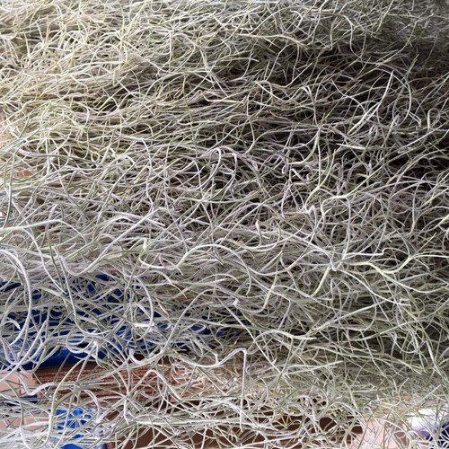 Spanish moss tillandsia - spanish, (tillandsia