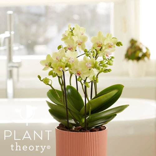 35cm phalaenopsis boquetto - phalaenopsis,