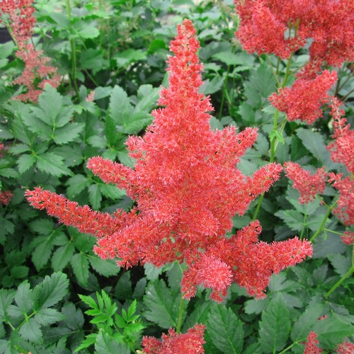 Astilbe salmon pink - salmon,